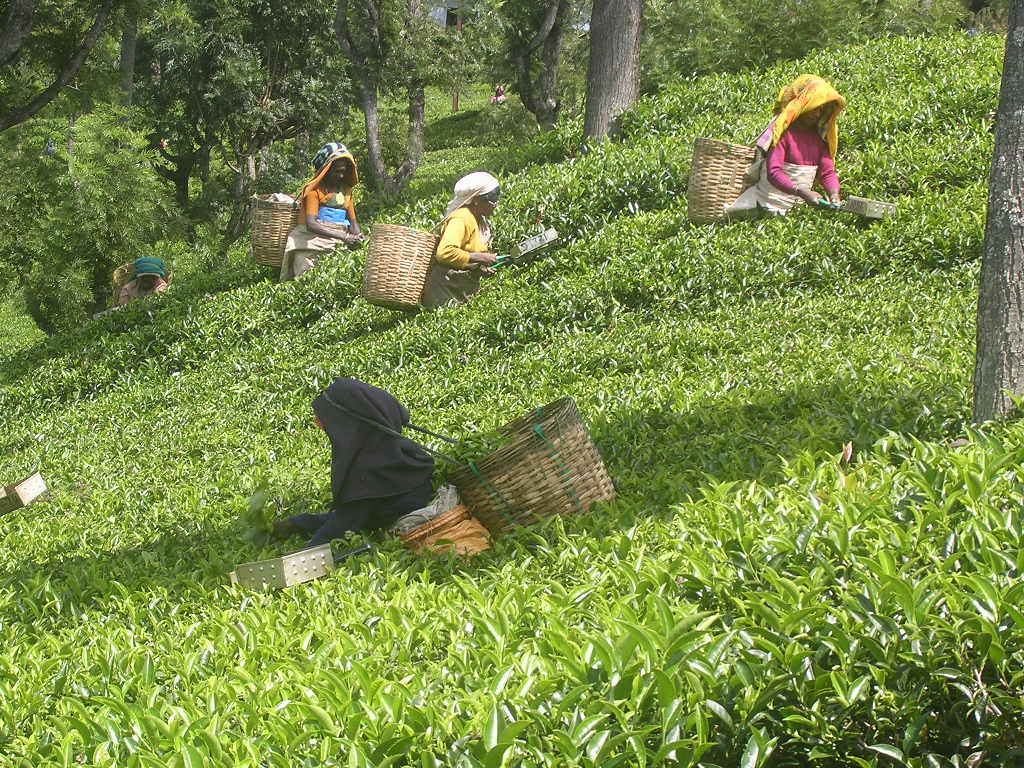 Raccolta di Thè nei pressi di Ooty